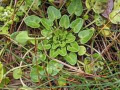 Cochlearia officinalis
