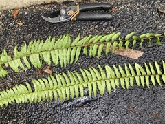 Nephrolepis exaltata