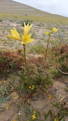 Zephyranthes bagnoldii
