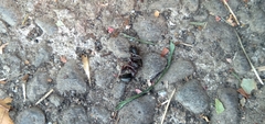 Camponotus