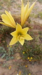Zephyranthes bagnoldii