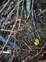 Cantharellus cibarius