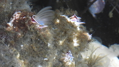 Austromegabalanus psittacus