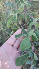 Passiflora pentaschista
