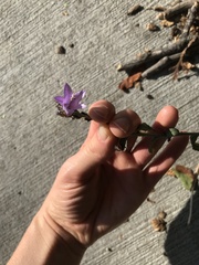 Campanula rapunculoides