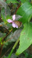 Callimormus saturnus