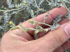 Errazurizia benthamii