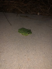 Hyla gratiosa
