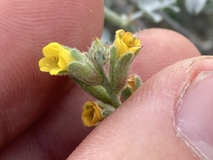 Errazurizia benthamii