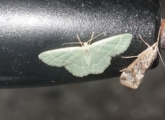 Chlorochlamys phyllinaria