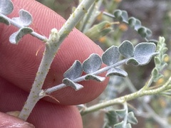 Errazurizia benthamii