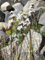Libertia chilensis