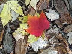 Acer rubrum