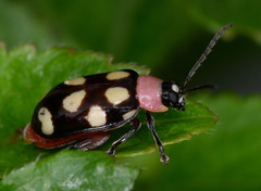 Omophoita