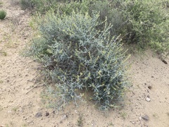 Errazurizia benthamii
