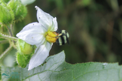 Bombus brasiliensis