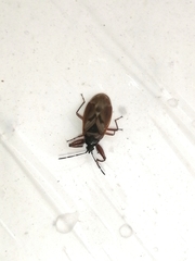 Gastrodes abietum
