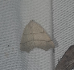 Drepanulatrix bifilata