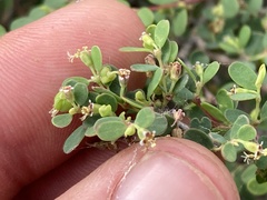 Euphorbia magdalenae