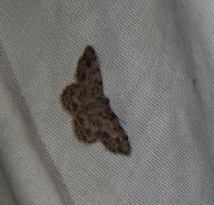 Scopula plantagenaria