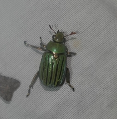 Chrysina gloriosa