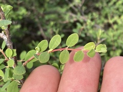 Euphorbia magdalenae