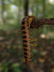 Arthrophaga myriapodina