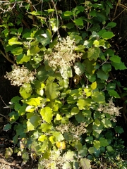 Brachyglottis repanda