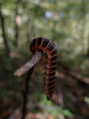 Arthrophaga myriapodina