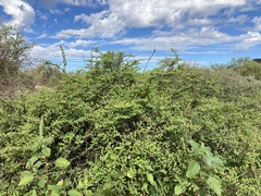 Euphorbia magdalenae