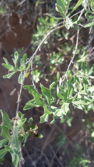 Aloysia sonorensis
