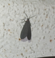 Lycomorpha splendens