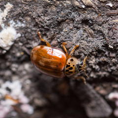 Harmonia quadripunctata