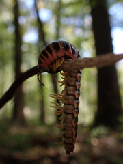 Arthrophaga myriapodina