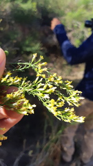 Xylothamia diffusa
