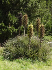 Puya chilensis