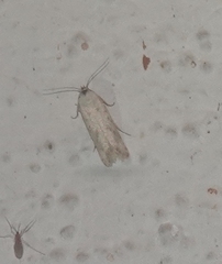 Acontiinae
