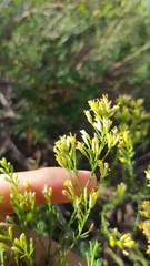 Xylothamia diffusa