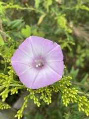 Ipomoea cordatotriloba