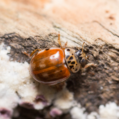 Harmonia quadripunctata