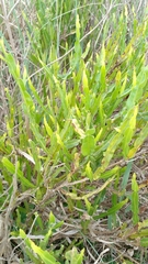 Baccharis trimera