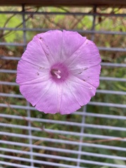 Ipomoea cordatotriloba