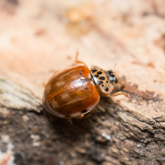 Harmonia quadripunctata