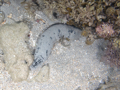 Holothuria atra