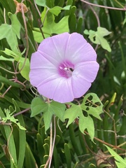 Ipomoea cordatotriloba