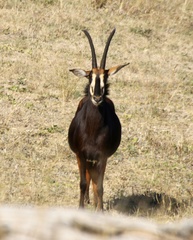 Hippotragus niger niger