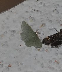 Chlorochlamys phyllinaria