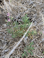 Frankenia salina