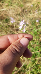 Boerhavia xantii