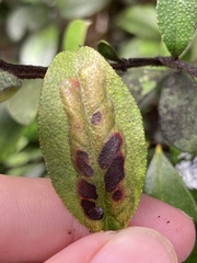 Chilocampyla